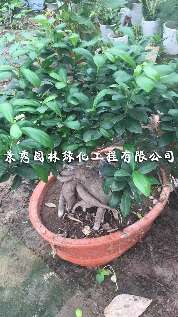 小葉榕