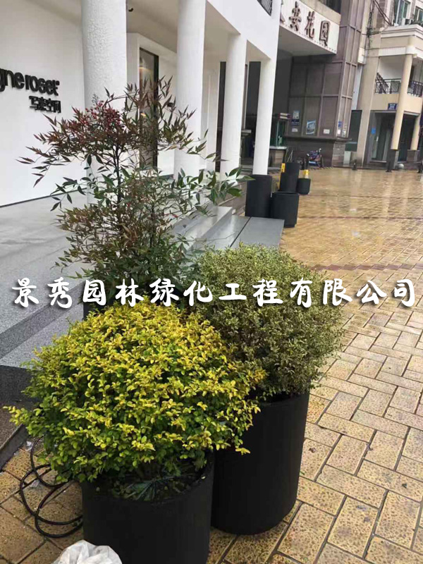 常州花木租賃