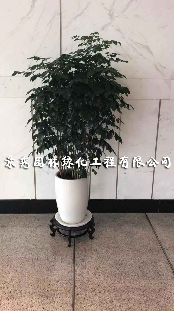 綠寶
