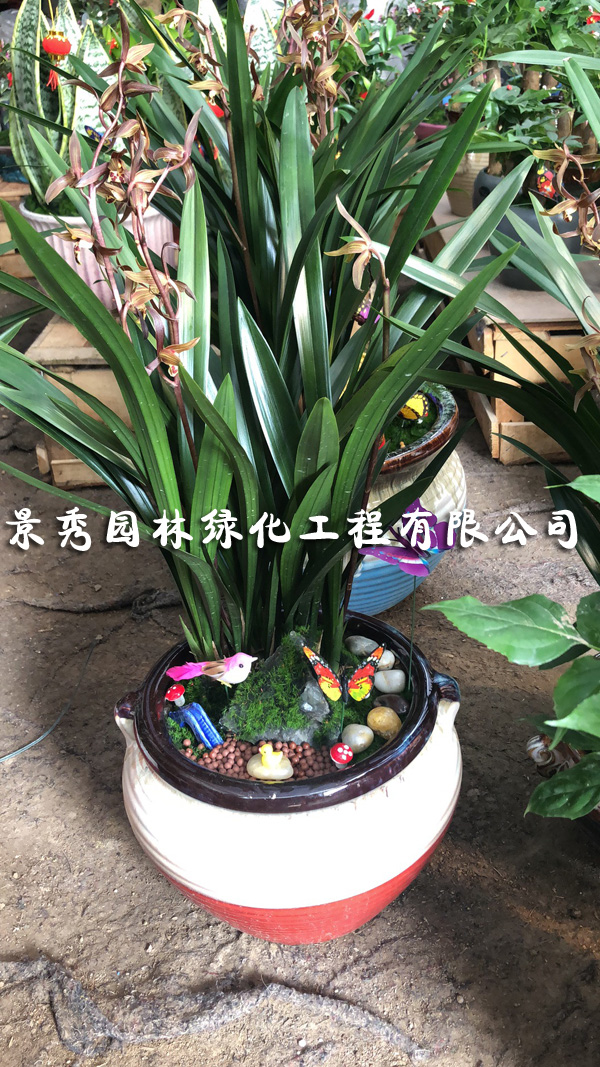墨蘭