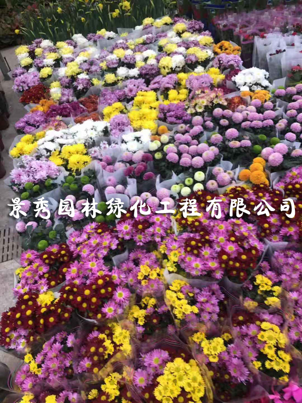 金盞菊