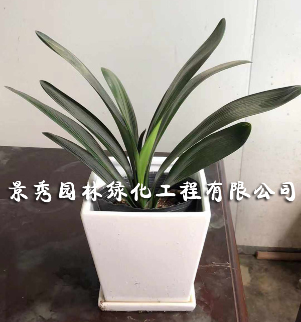 君子蘭