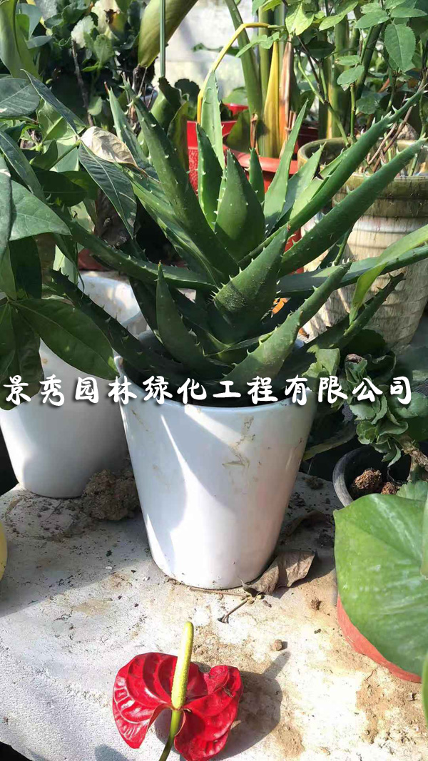 蘆薈