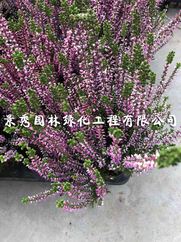 歐石楠