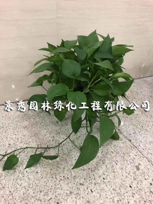 綠籮