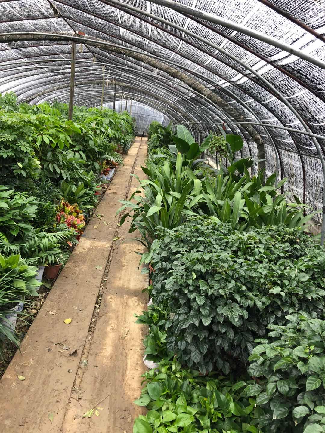 綠植基地