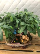 關于辦公室綠植租擺的方